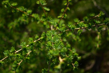 needles on larch branches in spring