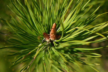 pine buds in the spring