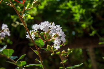 白いサルスベリの花(百日紅)