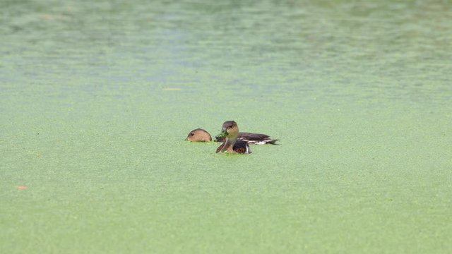 4K footage whistling ducks chilling on green algae pond