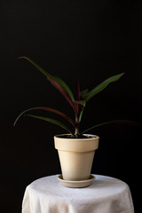 tradescantia plant in a white pot on black background. how to set up minimal interior design. photo to print on a wall. 