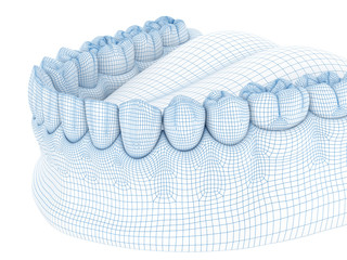 Morphology of mandibular human gum and teeth. Wire 3d model illustration