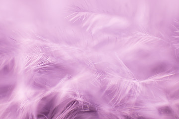 Abstract background with soft focus. Light white feathers on a pink background