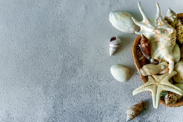 seashells and stars on a light background. Molluscs, starfishes background with copy space.