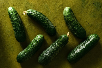 Green cucumbers background. Fresh cucumbers in the morning dew at the market. Healthy vegetables rich in vitamins and antioxidants. The concept of a rich harvest
