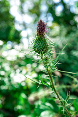 chardon en fleur et chardon fané