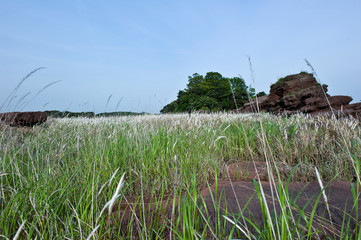 Scenery view Imperata cylindrica flower field.