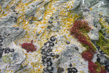 Four species of lichens colonize a granite rock