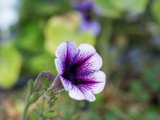 Purple wild flower in the meadow
