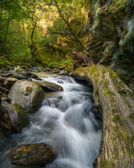 Huge fallen tree trunk across a river