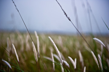 Scenery view Imperata cylindrica flower field.