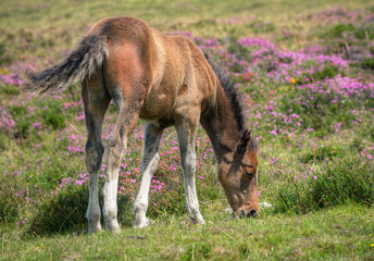 Naklejka na ściany i meble Reddish foal a few months old grazing