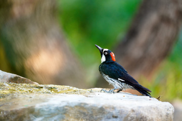 Acorn Woodpecker drinking water