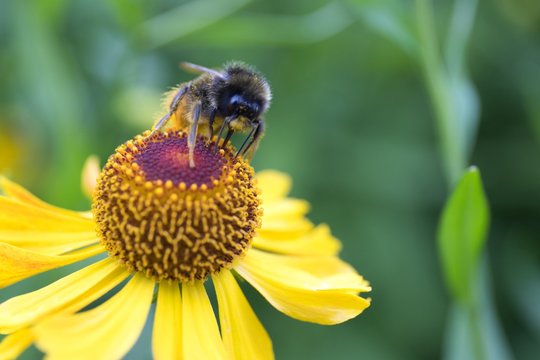Bee on a yellow-leafed flower