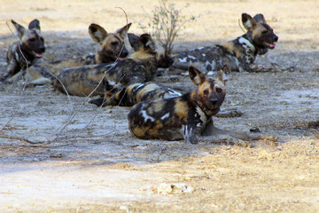 Gorongosa, Sofala, Mozambique - December, 2019 - Mabecos, Wild Dogs, in the jungle. Five wild dogs sitting and relaxing during a sunny day 