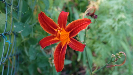 Lilie orange  / Lily orange © Christian