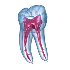 Dental root anatomy - First mandibular molar tooth. Medically accurate dental 3D illustration
