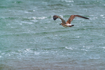 Large seagull in flight