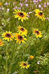 Closeup of yellow coneflowers rudbeckia in a garden