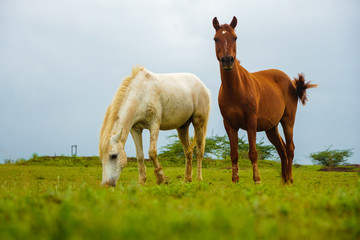 Two horses grazing in a meadow