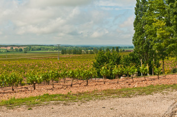 Fototapeta na wymiar Front view, far distance of rows of recently trimmed grape vines at a winery in the wine region of Spain on a sunny, spring morning