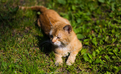 Cat chilling in cozy grass.