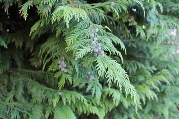 Conifer tree seeds in summer
