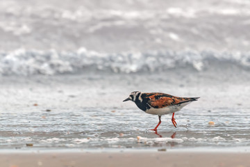 Ruddy turnstone walking on sea shore