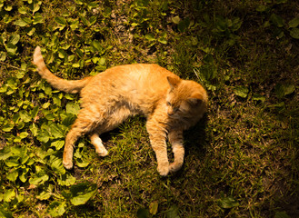 Obraz premium Cat relaxing in comfort grass summer afternoon
