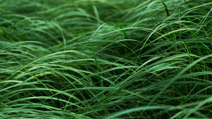 Wavy high green grass.