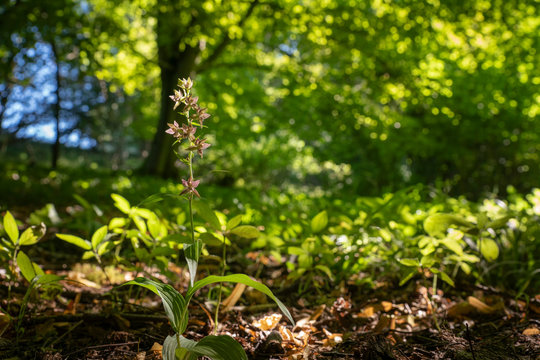  Broad leaved helleborine, late summer in an Oxfordshire woodland
