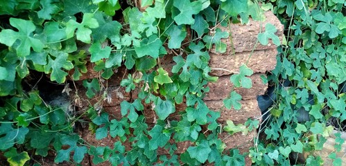 green ivy on the wall