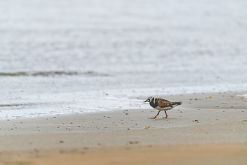 Ruddy turnstone walking on sea shore