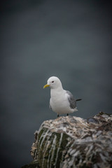 Kittiwake, Rissa tridactyla