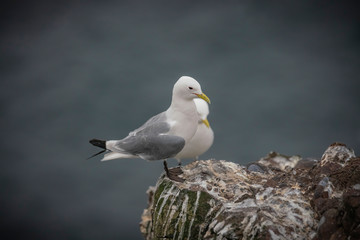 Kittiwake, Rissa tridactyla