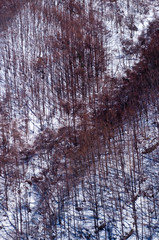 Obraz premium Beautiful winter landscape. Mountain and forest covered with snow, 