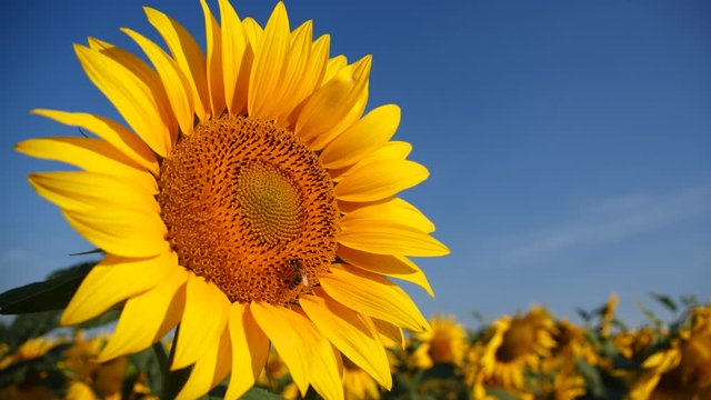 Close up view of yellow sunflower and bee and bumblebee collecting nectar and pollen from sunflower. Macro footage of bee covered with pollen. 