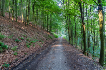 Fototapeta premium Auf dem Westwallweg