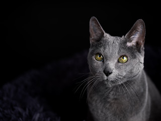 Russian Blue Cat