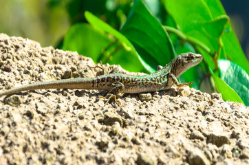 lizard on a rock