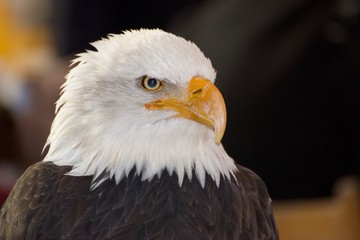 Adler