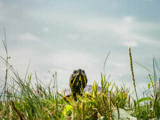 The European pond turtle (Emys orbicularis)through green grass, in a park. Turtle getting off the water.