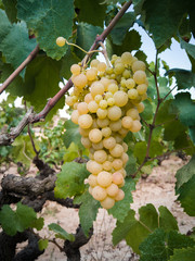 Detail of grape clusters and green grape leaves in a vineyard field located in Vilafranca del Penedes in Catalonia, Spain