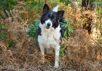 border collie dog