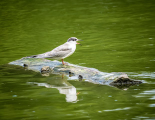 Gull sitting on a log or stump surrounded by green water.