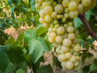 Detail of grape clusters and green grape leaves in a vineyard field located in Vilafranca del Penedes in Catalonia, Spain