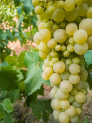 Detail of grape clusters and green grape leaves in a vineyard field located in Vilafranca del Penedes in Catalonia, Spain