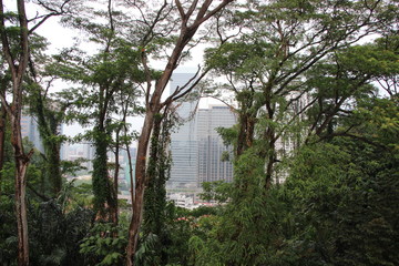 Forest in Kuala Lumpur