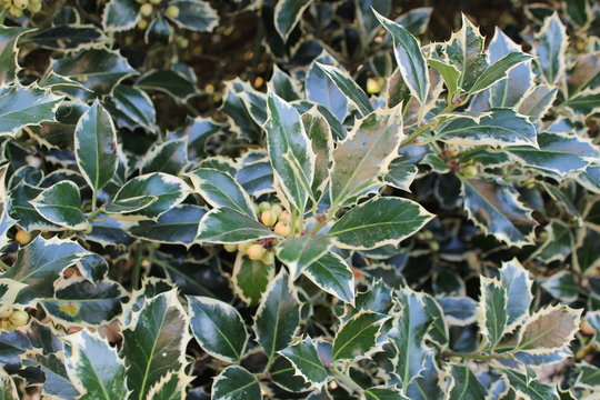 Variegated holly bush with berries in summer 1
