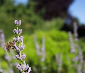 Closeup of Western Honey Bee (Apis Mellifera) Pollinating Lavender Blossom in the Sunny Garden. European Honey Bee Collects Nectar from Lavandula.